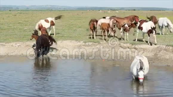 马喝水视频的预览图