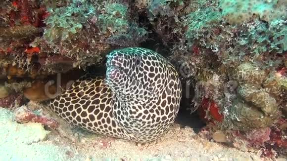 鳗鱼在马尔代夫水下洁净的海底背景上的观察视频的预览图