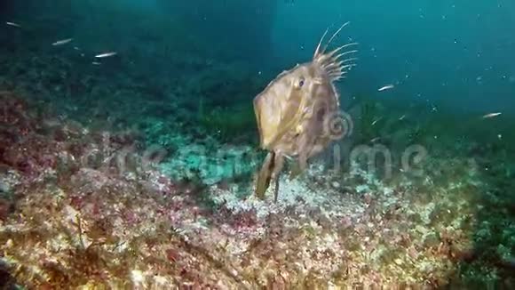 西班牙马洛卡水下潜水约翰多利鱼视频的预览图