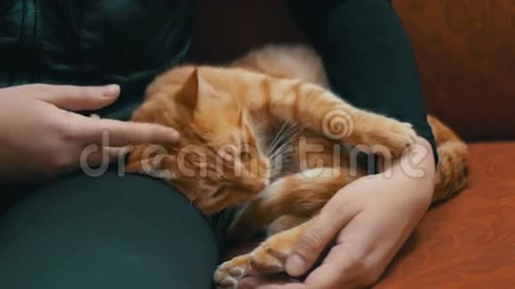 女人盯着一只红猫躺在沙发上视频的预览图