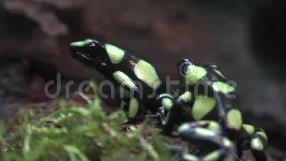 青蛙蟾蜍两栖动物动物自然视频的预览图