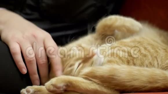 女人盯着一只红猫躺在沙发上视频的预览图