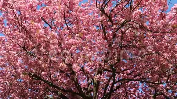春天的树视频的预览图