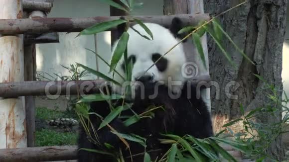 有趣的大熊猫吃竹子视频的预览图