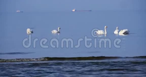 蓝色波罗的海的白色天鹅视频的预览图