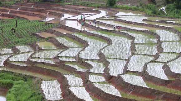 泰国梯田种水稻的农民视频的预览图