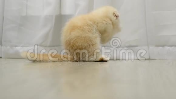 苏格兰折叠小猫舔皮毛视频的预览图