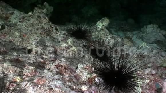 海底黑海胆海胆海胆视频的预览图