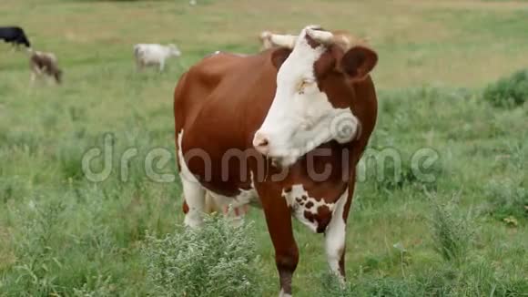 草地上的牛视频的预览图
