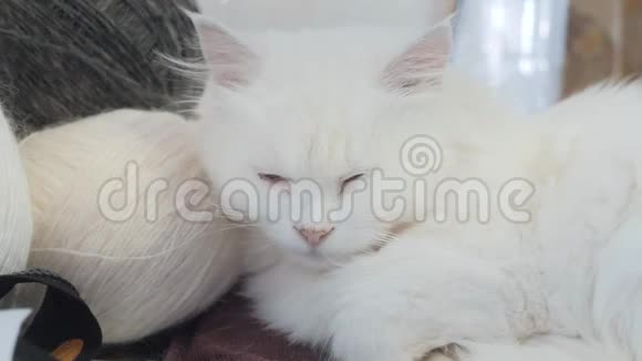 老白猫睡在桌子旁边的生活方式球编织坐在旁边的老白猫视频的预览图