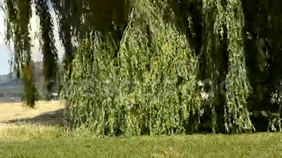 巴比伦柳树巴比伦撒利视频的预览图