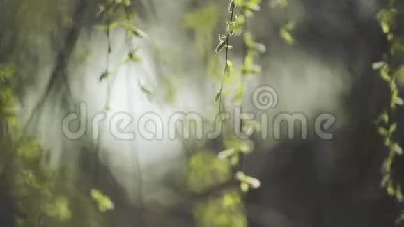 立春时节柳枝在风中荡漾视频的预览图