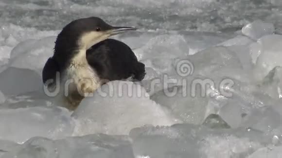 黑刺的罗昂加维亚北极视频的预览图