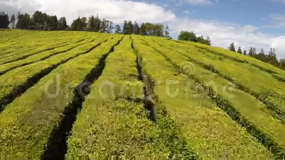 葡萄牙亚速尔圣米格尔亚速尔查戈雷纳的空中茶园视频的预览图