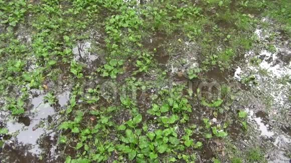 落在公园水坑上的雨滴视频的预览图