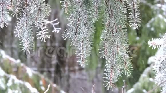 森林里的雪雪覆盖的树枝在风中摇摆视频的预览图