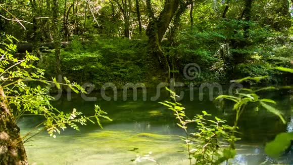 山河在风景如画的绿色森林中流淌视频的预览图