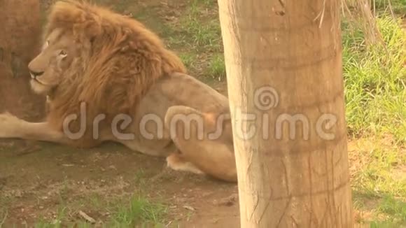 大自然中的狮子视频的预览图