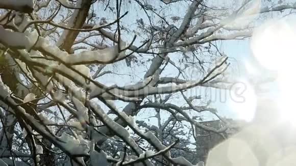 覆盖着雪的特写树枝视频的预览图