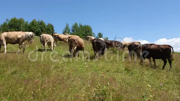 畜牧业视频的预览图