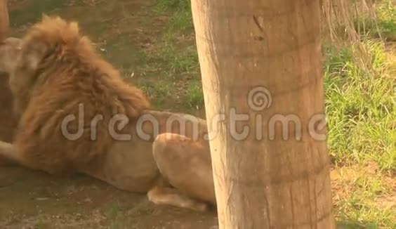 大自然中的狮子视频的预览图