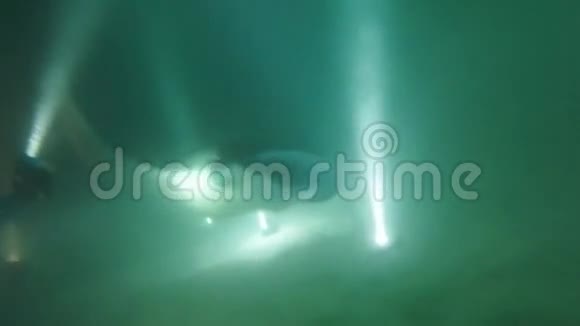 马尔代夫的大型暗礁蝠夜间觅食视频的预览图