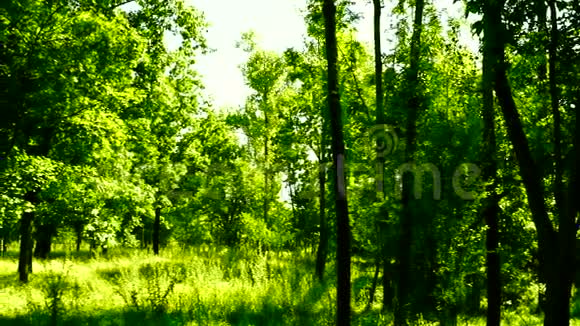阳光明媚的午后阳光和声音的树林潘视频的预览图