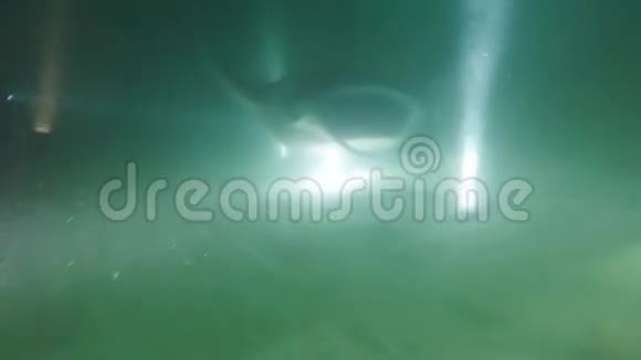 马尔代夫的大型暗礁蝠夜间觅食视频的预览图
