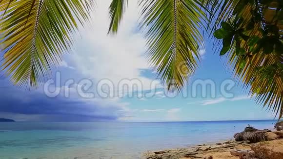 热带泻湖上的棕榈树和野生海滩视频的预览图