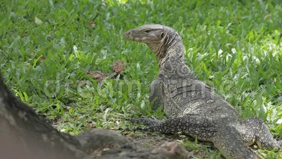 曼谷兰菲尼公园太阳晒黑的监视器蜥蜴视频的预览图
