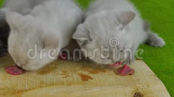 小猫吃生肉视频的预览图