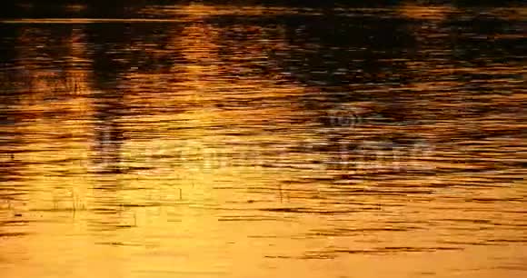 金色的水背景视频的预览图
