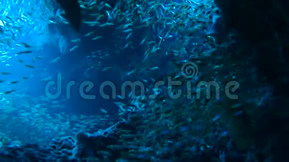 红海鱼派视频的预览图