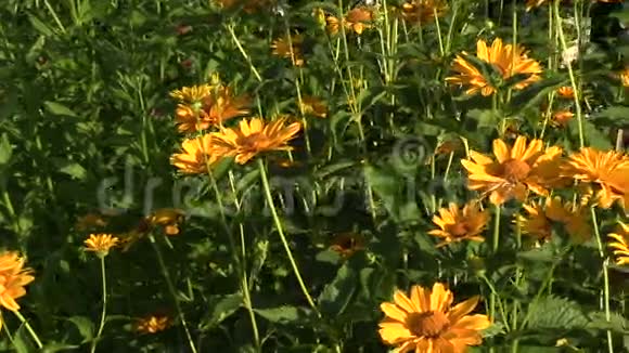 夏天的黄色花园花视频的预览图