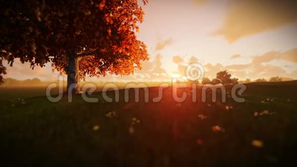 日落时的生命之树倾斜视频的预览图