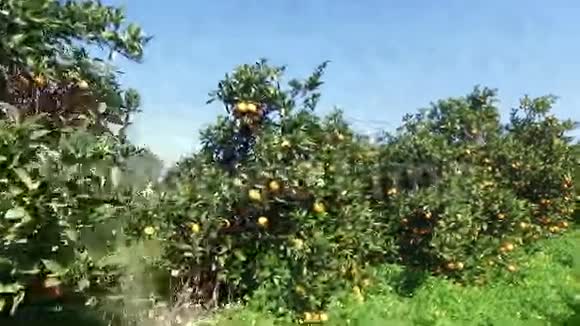 葡萄牙农村的橙色果园视频的预览图