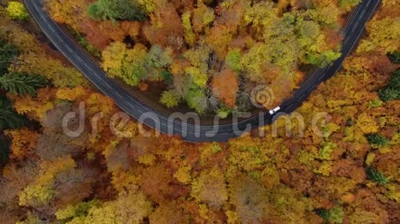 穿过秋天森林的道路鸟瞰图视频的预览图
