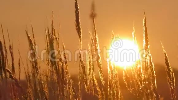 日落时分野草的轮廓映衬着金色的天空视频的预览图