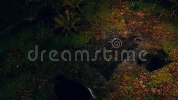 雨夜森林顶景4K新坟视频的预览图