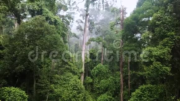 热带雨林双翅果树的空中视频的预览图