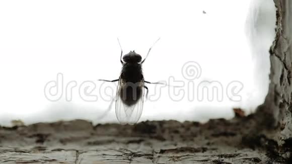 窗户窗格上的肮脏的家蝇视频的预览图