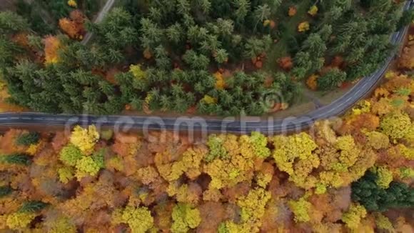 穿过秋天森林的道路鸟瞰图视频的预览图