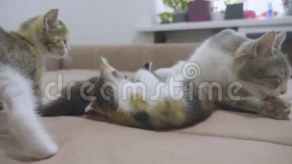 沙发慢动作视频播放两只小猫小猫玩概念生活方式两只小猫和一只猫宠物视频的预览图