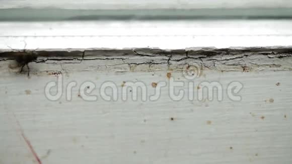 窗户窗格上的肮脏的家蝇视频的预览图