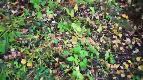 秋天的落叶在森林里视频的预览图