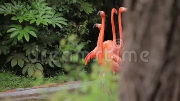 参观上海动物园视频的预览图