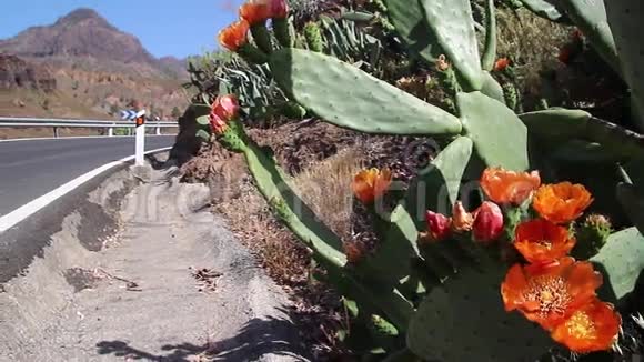 美丽的大卡那利山视频的预览图