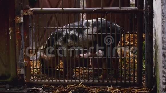 饲养动物场稳定的幼猪视频的预览图