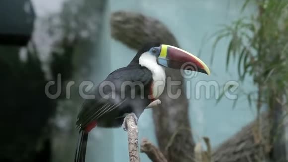 参观上海动物园视频的预览图