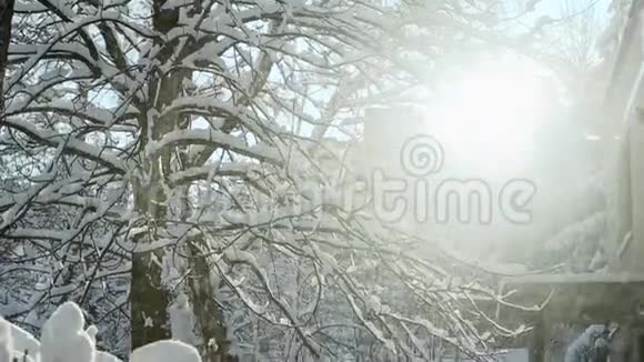 冬天的阳光透过覆盖着雪的树照射进来视频的预览图